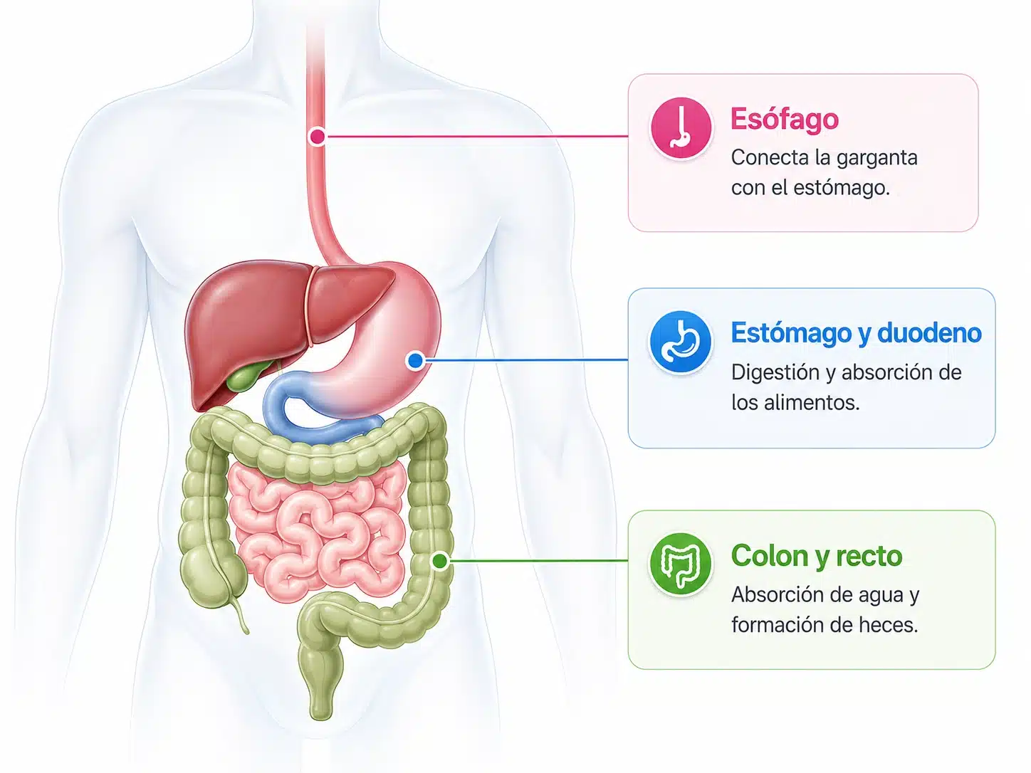 Ilustración del sistema digestivo con esófago, estómago, duodeno, colon y recto