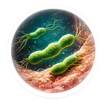 Ilustración médica de Helicobacter pylori