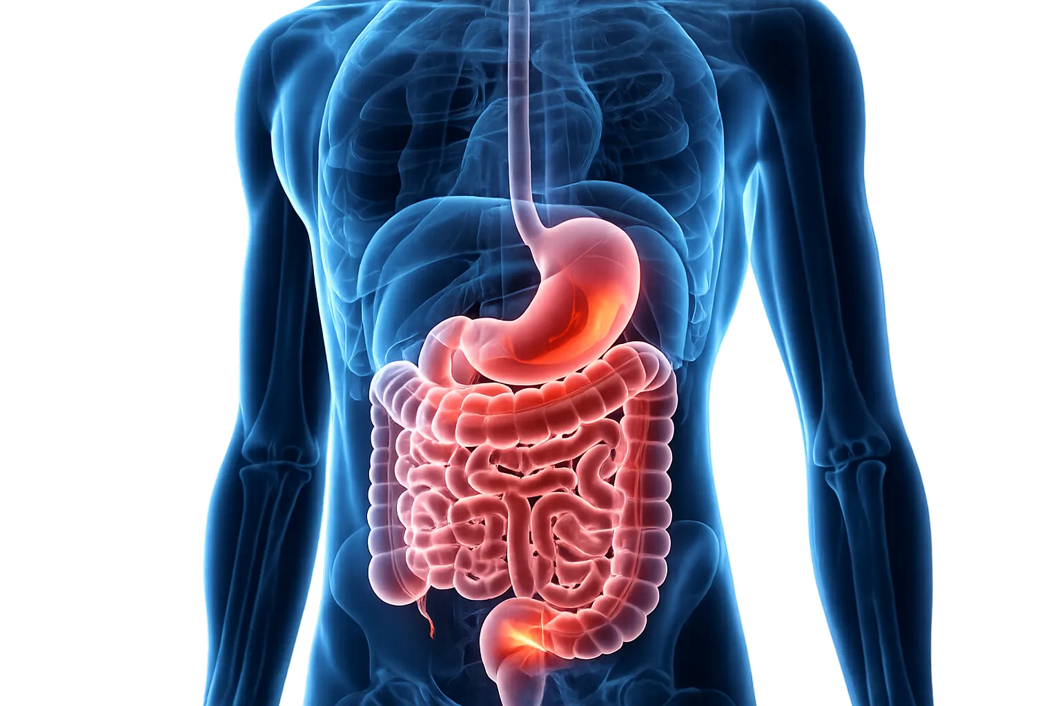 Anatomía del sistema digestivo y padecimientos digestivos atendidos en ENDOPRO Puebla